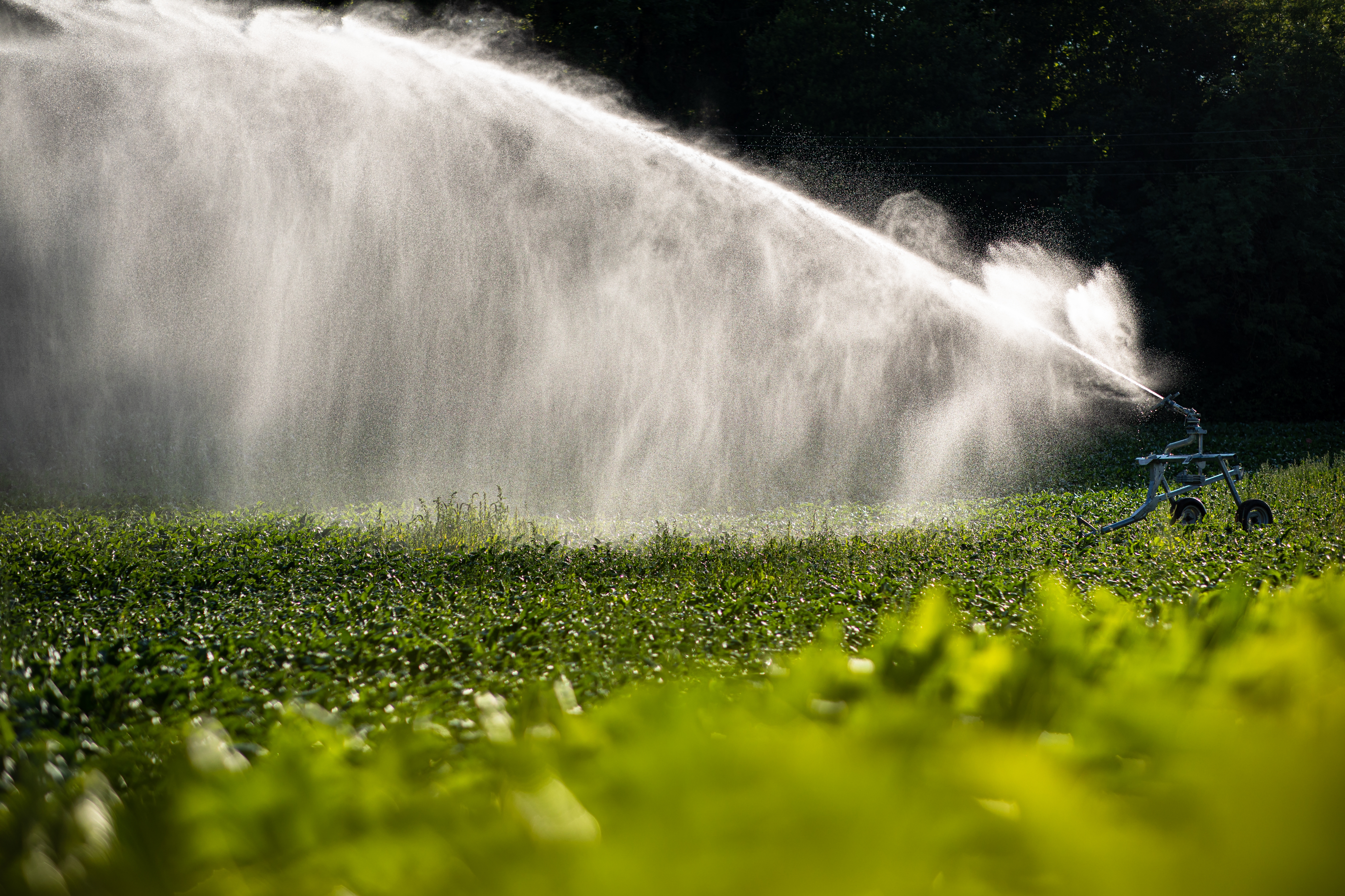 Agriculture corn field being irrigated with large amounts of water on a sunny summer day