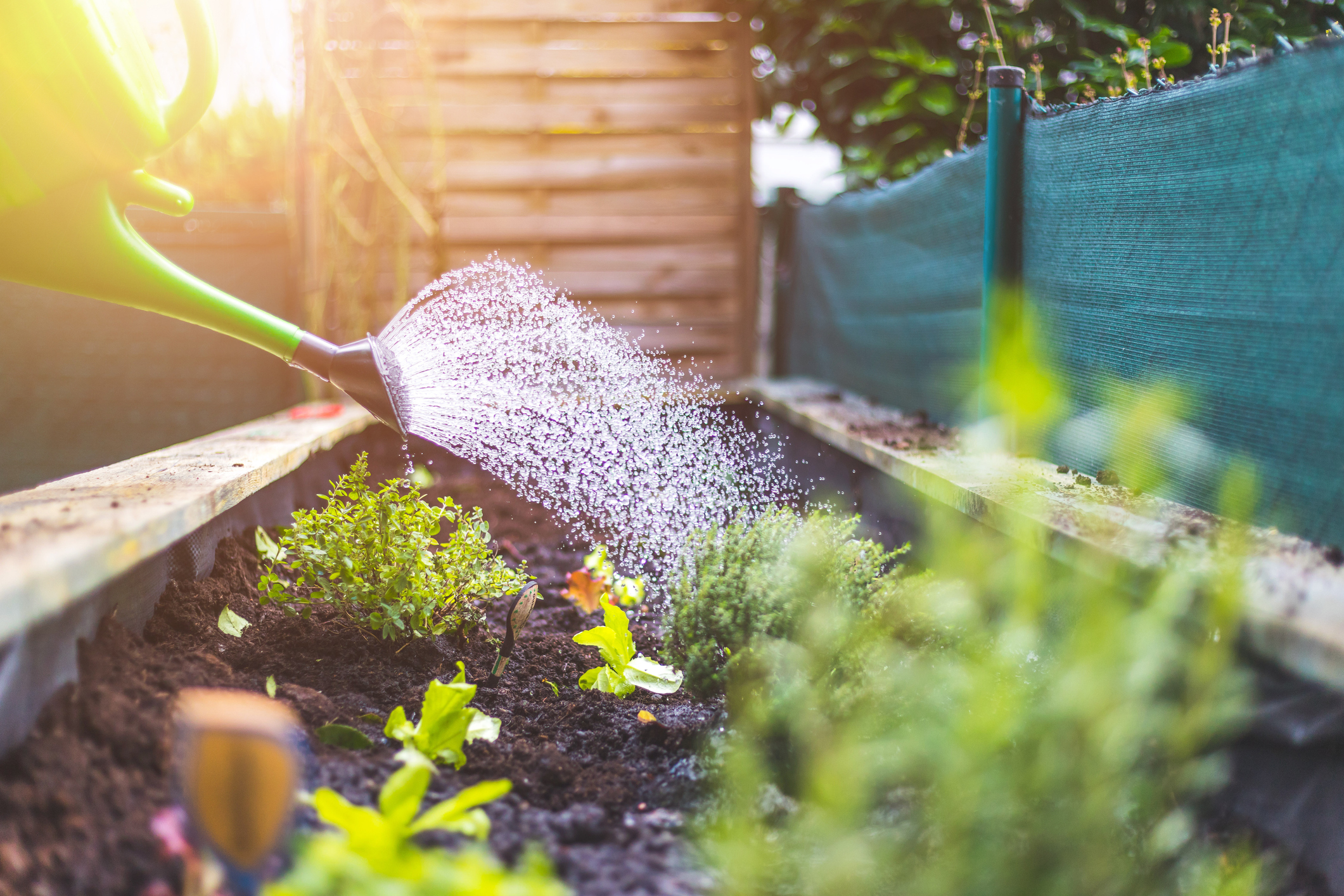 Watering the garden